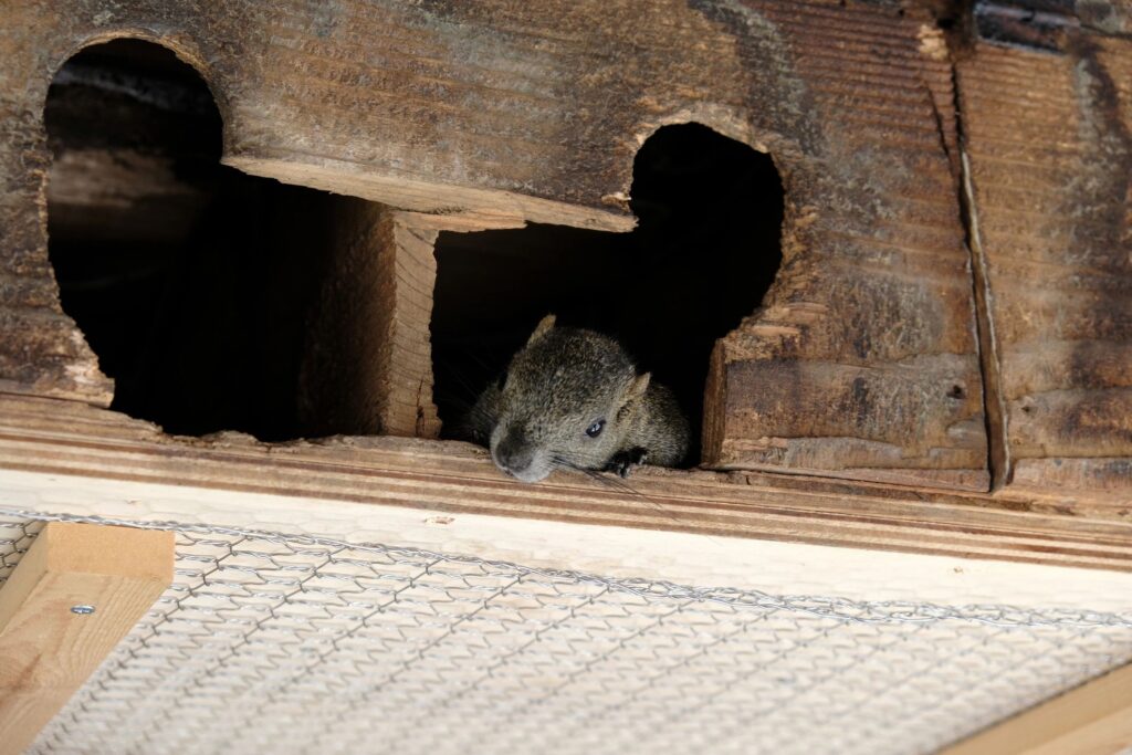 squirrel entering hole in house