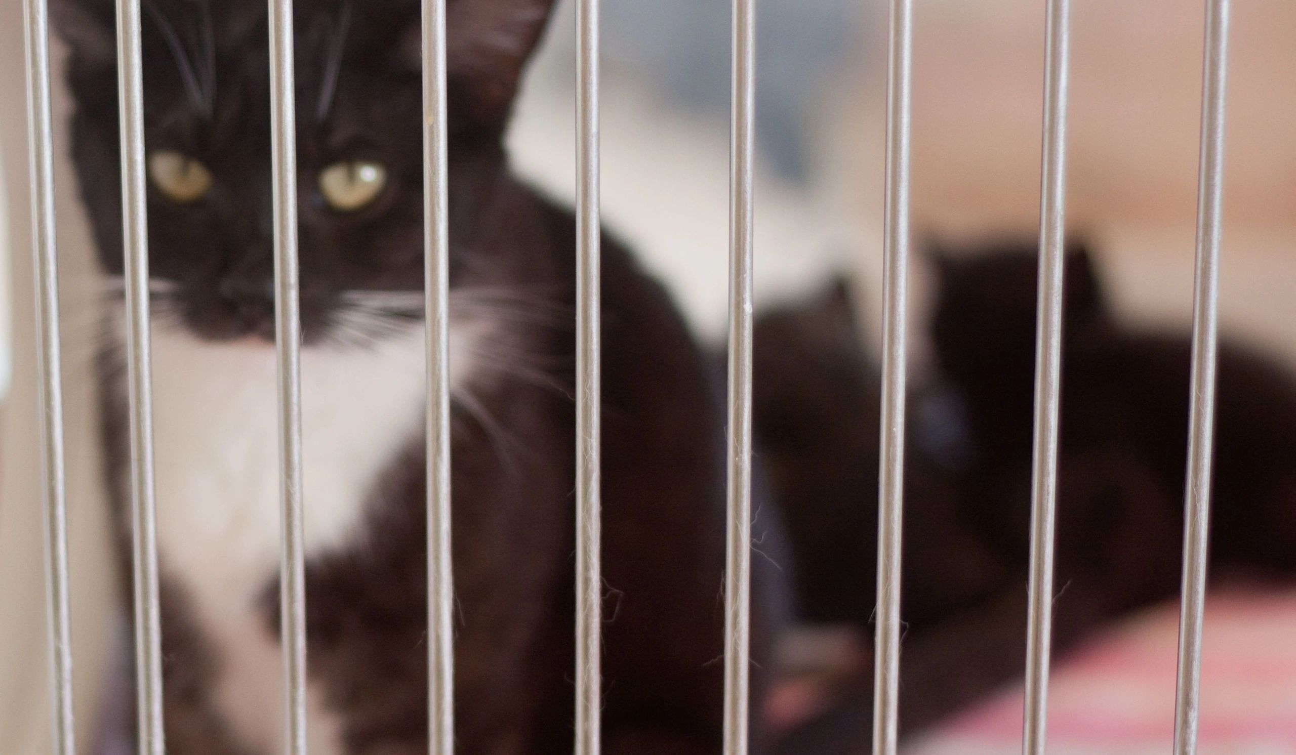 humane animal trapping