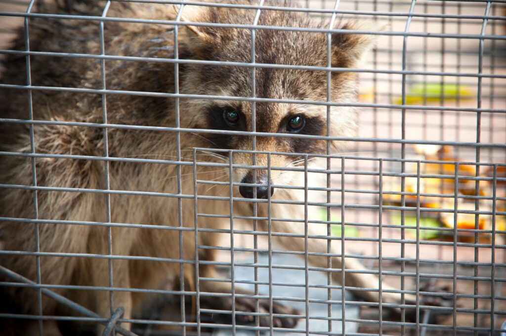 humane animal trapping Queen City