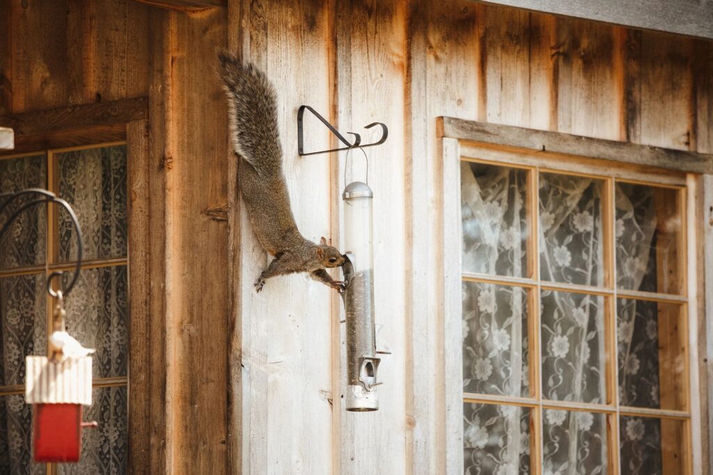 squirrel entering hole in house